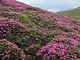 Bujor de munte (Rhododendron) 3